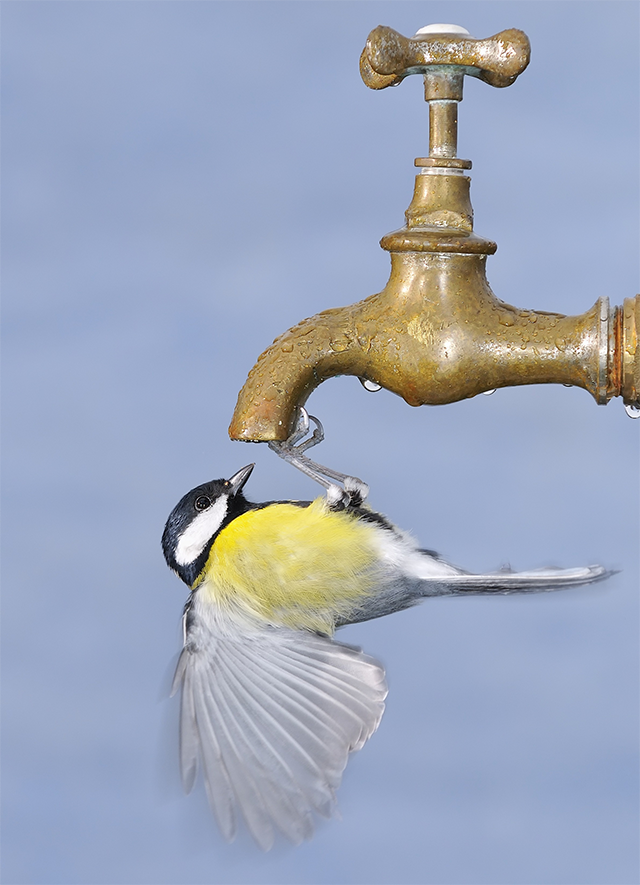 plug Pracht hart Zorg voor (drink-)water voor de vogels - Cartoon-Productions