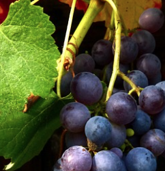 VINDEN WE NOG BOURGOGNEWIJNEN VAN KWALITEIT VOOR MINDER DAN 25 EURO?