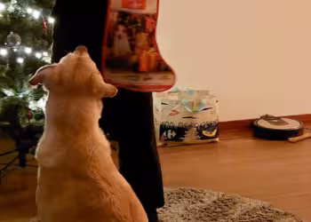 Stad Antwerpen organiseert de Beestige Week vanaf zaterdag 28 september