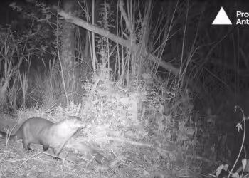Otter waargenomen in Broek De Naeyer in Willebroek