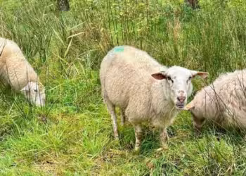 100 schapen zorgen voor natuurlijk beheer in het PIME