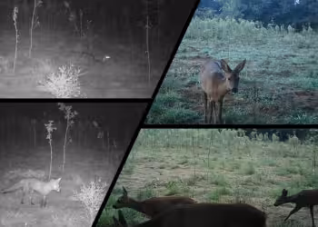 Gespot op wildcamera: Reeën, vossen en marter verkennen nieuw bos aan De Averegten