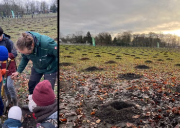 Aanplant 4000 bomen vervolledigt natuurherstel aan Zwartvenbos Kalmthout