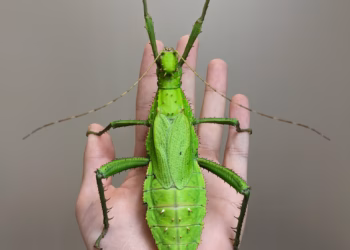 Jungle vol wandelende takken