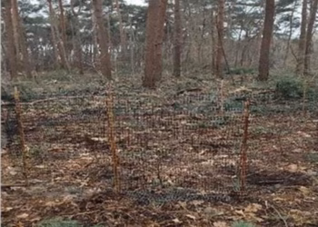 1.410 bomen en struiken brengen meer leven en variatie in Meerhoutse bossen
