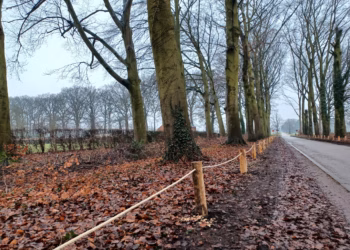 Beheerwerken moeten toekomst historische Dreef van Boechout garanderen