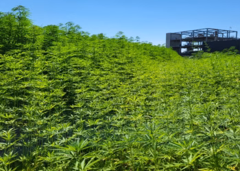 Proefproject met hennep en additief op Campus Vesta doet PFAS met 67% dalen