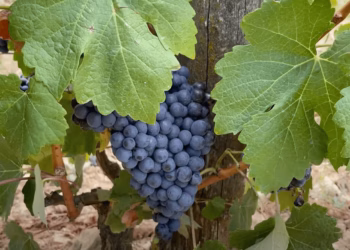 JE HOEFT ECHT GEEN HISPANOFIEL TE ZIJN OM VAN DE RIOJA- EN NAVARRAWIJNEN TE HOUDEN!