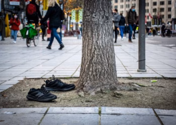 Verrassend: boomwortels blijven groeien in de winter