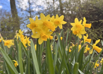Lentewandelingen in het Vrijbroekpark
