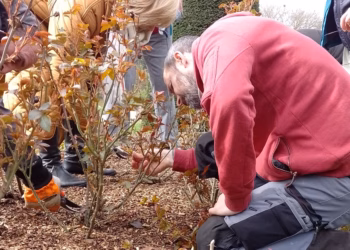 Workshops rozen snoeien in Vrijbroekpark