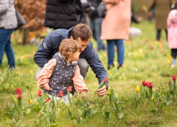 Zevende editie Tulpenpluk in Berendrecht op maandag 21 april