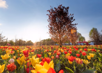 18.000 bezoekers op zevende Tulpenpluk