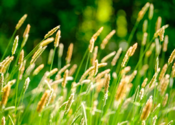 Antwerpen kiest voor ‘gewild gras’ met Maai Mei Niet