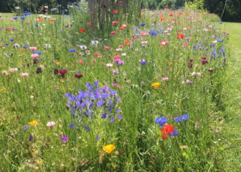 Demo inheemse bloemenweides