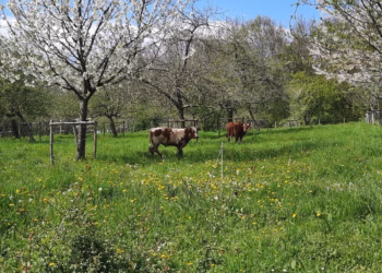 FeliX dorp op zondag 18 mei 2025, 13u – 17u, op het erf van de boer-schilder