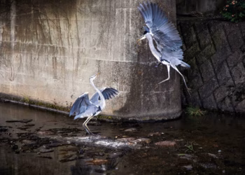 IBASHO presenteert de zoektocht naar de gouden schildpad Kami van de Nederlandse Anaïs López