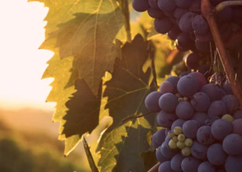 Belgische wijnbouw – discussiepunten