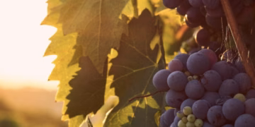 Belgische wijnbouw – discussiepunten