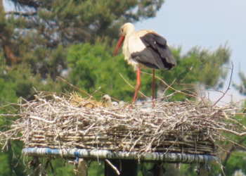 Vier jonge ooievaars geboren in Provinciaal Groendomein Prinsenpark