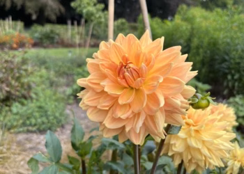 Zomerwandelingen in Vrijbroekpark