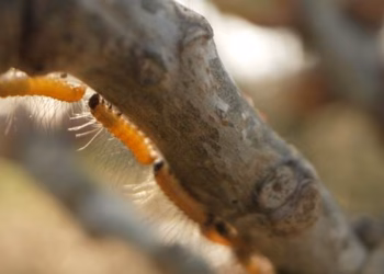 Europees project LIFE Eikenprocessierups maakt resultaten bekend na 5 jaar onderzoek