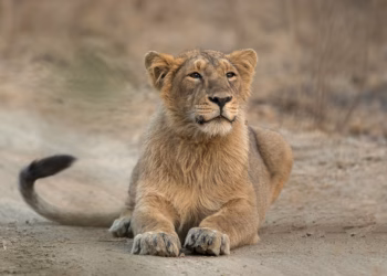 Genetische diversiteit is prima graadmeter voor overleven wilde katten
