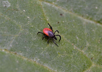 “Tekencheck na tuinactiviteiten is goed idee”