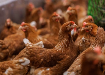 Levensduur van je leghennen verlengen?