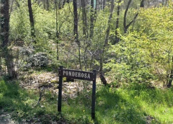 Planmatig natuurbeheer voor jeugddomein Ponderosa in Berendrecht