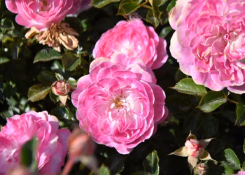 Publiekslieveling Rozentuin Rivierenhof bekend