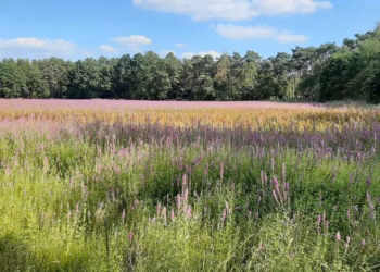 Herstel van het Rommersven van start: 25 eigenaars slaan de handen in elkaar