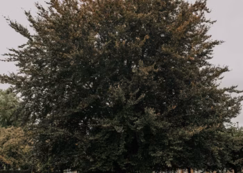 Rode beuk bij kasteel Broydenborg verkozen tot favoriete boom van Hoboken