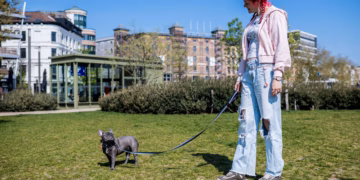 Antwerpen lanceert huisdierpas voor snelle hulp bij noodgevallen