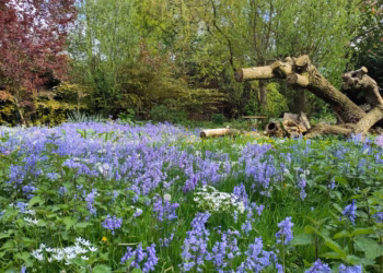 Hoe je tuin deze winter een toevluchtsoord wordt voor dieren en insecten