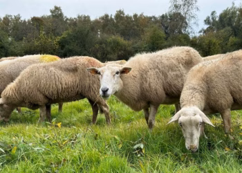 Natuurlijk beheer met 200 Kempische heideschapen in Lier