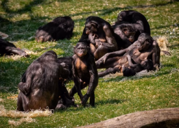 Kruisbestuiving is van groot belang voor de wetenschap