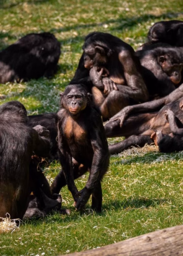 Kruisbestuiving is van groot belang voor de wetenschap