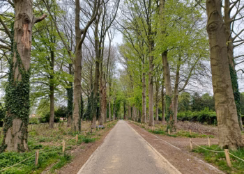 Laatste fase snoeiwerken historische Dreef van Boechout van start