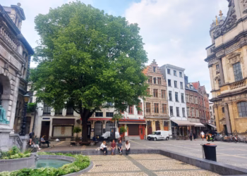 Antwerpen verfijnt Bomenplan: verdere inzet op Toekomstbomen en groenvolume