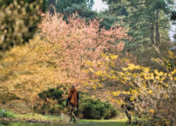 Wereldberoemde toverhazelaars zorgen voor kleurenspektakel in Arboretum Kalmthout