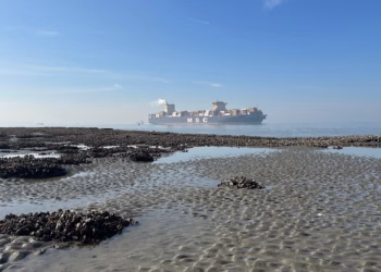 Westerscheldenatuur loopt vast door decennia baggerwerken