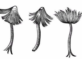 Museum Plantijn-Moretus toont de planten van Plantijn