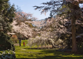Arboretum Kalmthout zet verloren gewaande Japanse kerselaar ‘Tai-haku’ in de bloemetjes