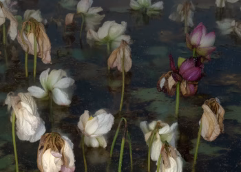 De natuur verovert de muren van het Horta Museum, tussen werkelijkheid en artificiële intelligentie