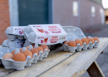 20% minder CO₂ per ei: Delhaize bespaart 335 ton uitstoot in eerste Belgische pilootproject