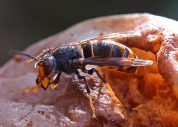 Provincie Antwerpen zet in op gerichte en gecoördineerde aanpak van de Aziatische hoornaar