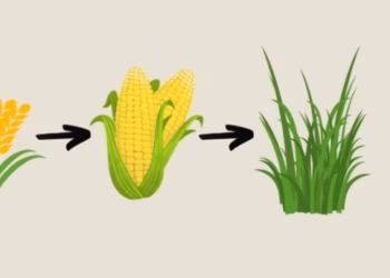 Vruchtwisseling versterkt bodem én bedrijfszekerheid op melkveebedrijven