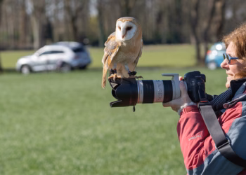 Workshop Roofvogelfotografie: 10 mei 2026
