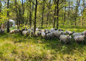 Ambacht en natuur tijdens het Schaapscheerfeest